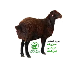گوسفند زنده